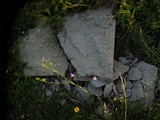 Berezovo-tombstone-246