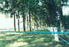 massacre site of 965 jewish men and women, sept. 1941.jpg (80893 bytes)