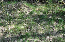 Overgrown graves, Pahost
