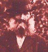 Moishe Shlomovits Rosenthal