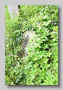Holubyne-Cemetery-stone-079