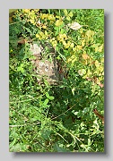 Holubyne-Cemetery-stone-129