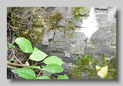 Holubyne-Cemetery-stone-170