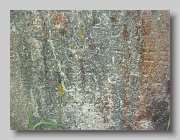 Holubyne-Cemetery-stone-539