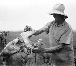 Camel Driver Inspects His Camel