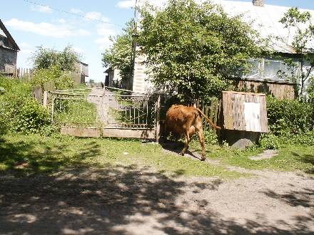 'smart' cow opening gate