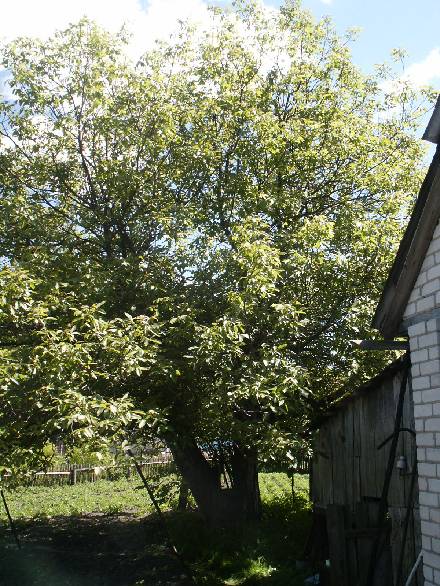 old chestnut tree in garden