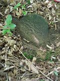 Kopashnovo-tombstone-56
