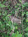 Kriva Nagykirva-tstone-124