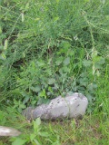 Loza-tstone-010