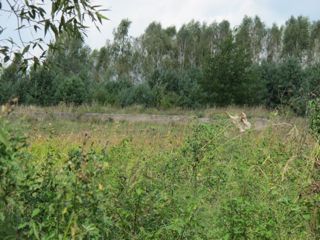 Ruin of Glassworks
