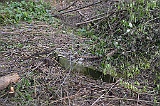 Ruski-Komarivtse-stone-063