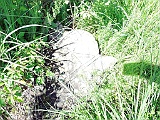 Sokyrnytsia-tombstone-237