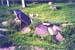 20CemeteryStones2