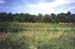24CemeteryFence