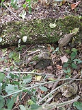 Tereblya-tstone-renamed-18