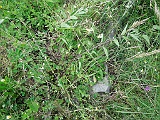 Trostyanets-tombstone-renamed-33