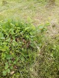 Uzhhorod-Section-1-tstone-0383