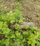 Uzhhorod-Section-1-tstone-0389
