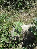Uzhhorod-Section-3-tstone-0505