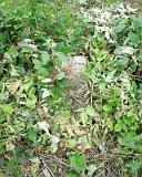 Uzhhorod-Section-4-tstone-0419