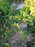 Zhnyatyno-tombstone-116