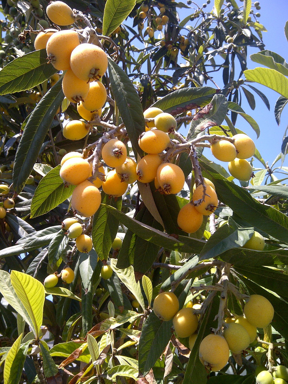 Loquat Tree