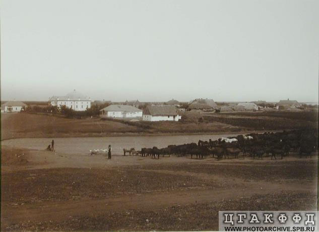 Colony scene - horse grazing, 1904 Colony scene - horse grazing, 1904