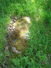 An overgrown tombstone