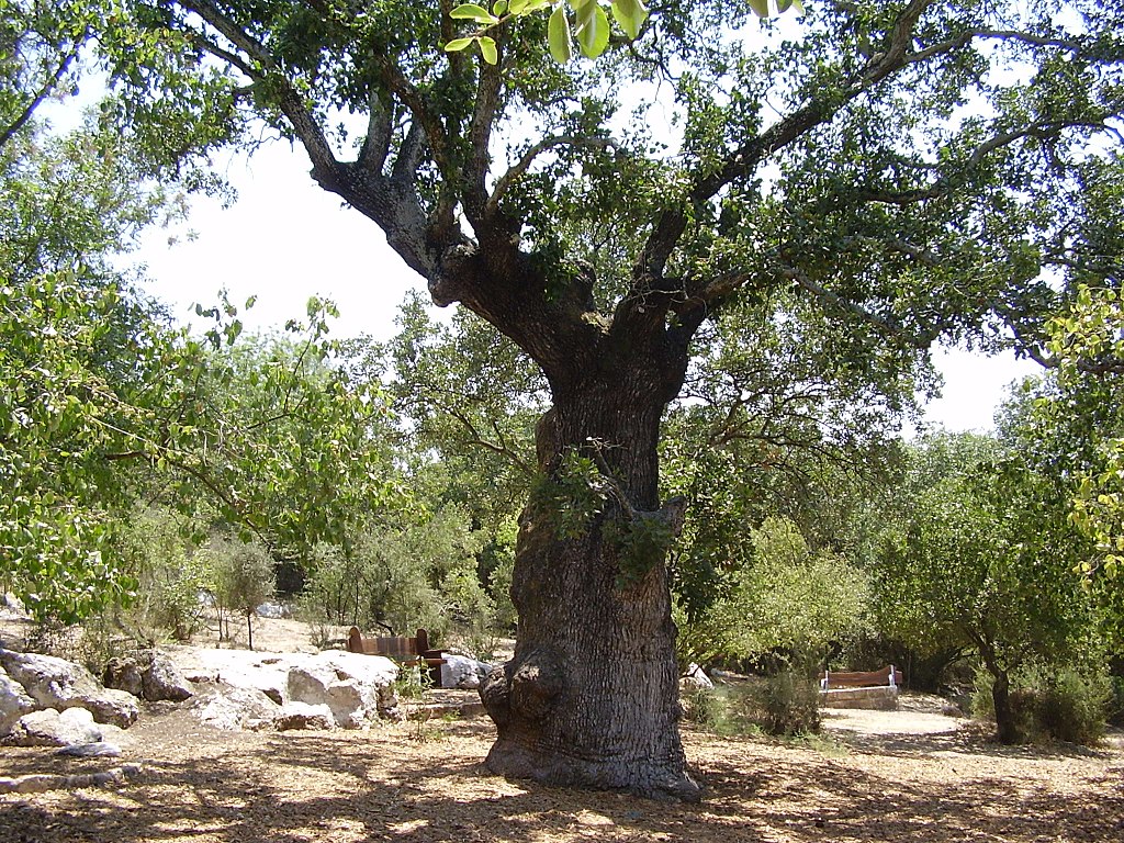 Ancient Oak Tree