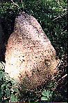 pic19
