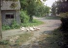 29-00238 n 8ac8cwh331529  Typical street in Ostropol : ostropol