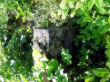 Rakhiv-tombstone-153