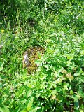 Rakhiv-tombstone-290