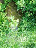 Rakhiv-tombstone-351
