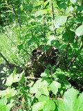 Rakhiv-tombstone-652