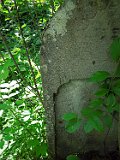 Rakhiv-tombstone-655