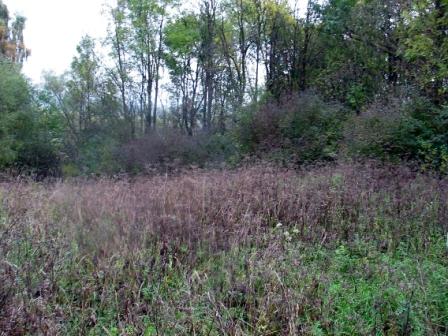 clearing