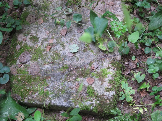 Old Gravestone
      covered in Moss - Illegible