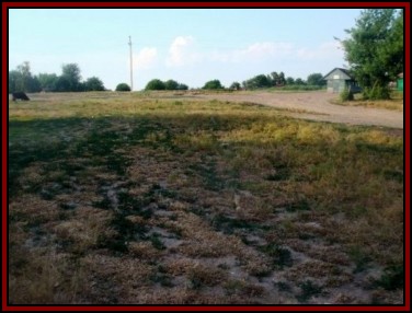 Ternivka. June 2008