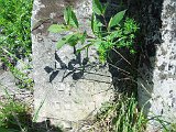 Yasinya-tstone-0604