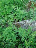 Yasinya-tstone-0802
