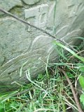 Yasinya-tstone-0820