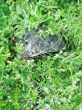 Yasinya-tstone-0879