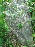 Yasinya-tstone-0914