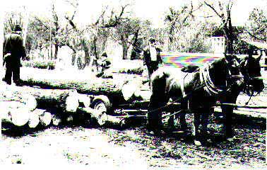 The Sawmill
